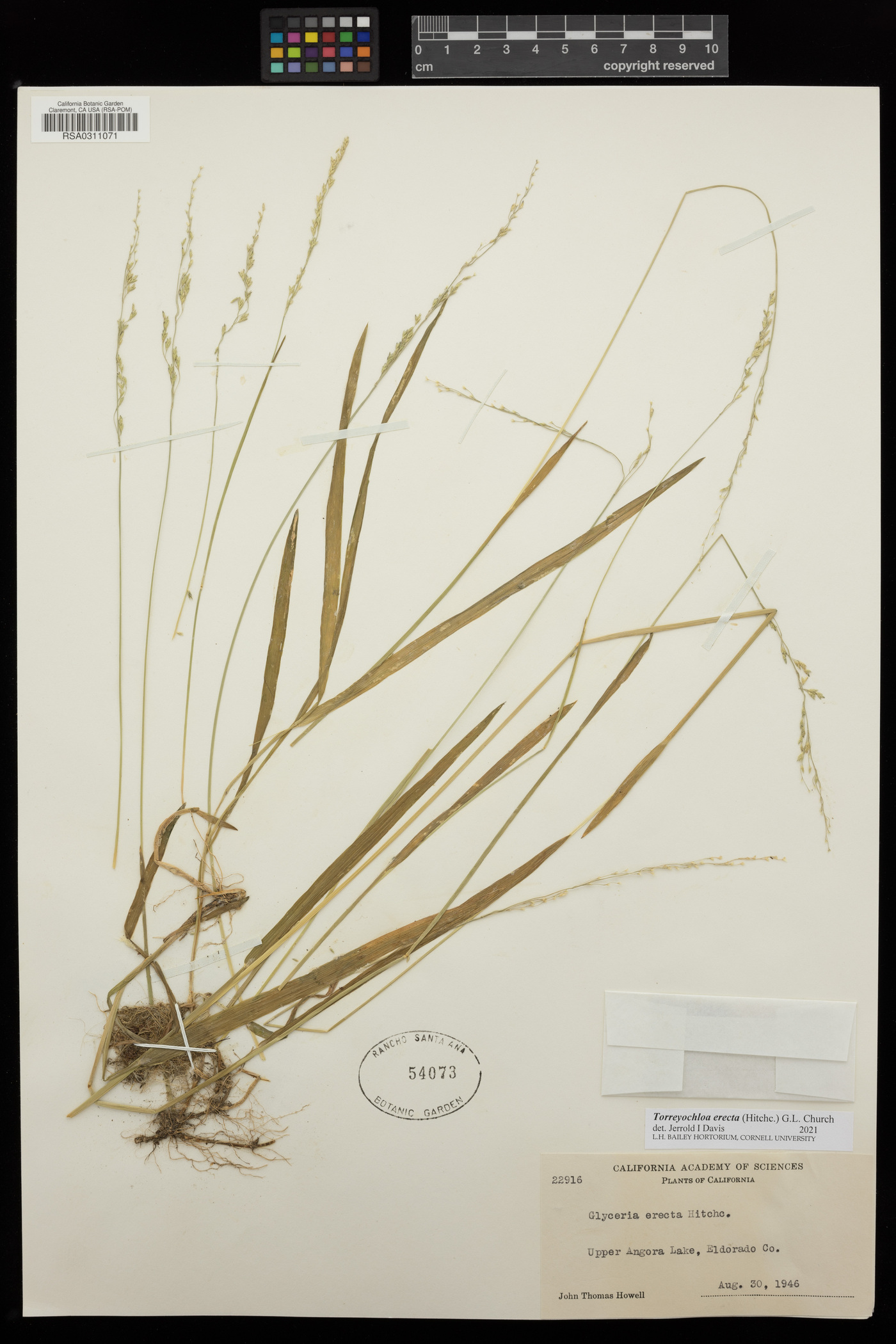 Torreyochloa erecta image