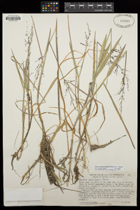 Torreyochloa pallida image