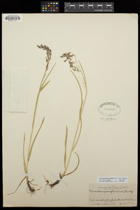 Torreyochloa pallida image