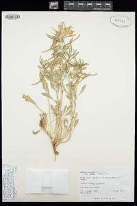 Oenothera deltoides subsp. ambigua image