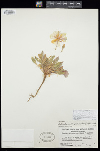 Oenothera deltoides subsp. piperi image