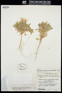 Oenothera deltoides subsp. piperi image