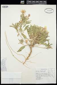 Oenothera deltoides image