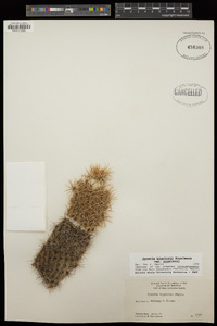 Cylindropuntia bigelovii image