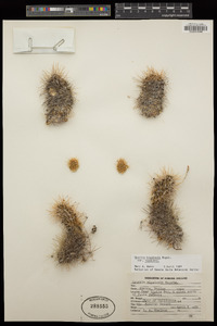 Cylindropuntia bigelovii image