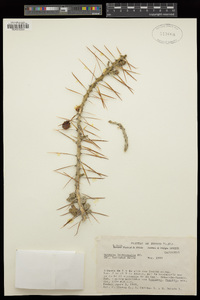 Cylindropuntia leptocaulis image