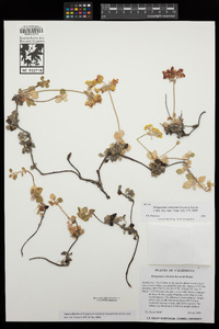 Eriogonum cedrorum image