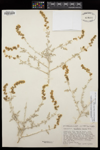 Ambrosia dumosa image