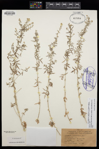 Artemisia ludoviciana subsp. albula image