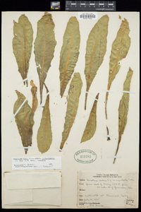 Oenothera elata image