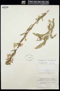 Oenothera elata subsp. hirsutissima image