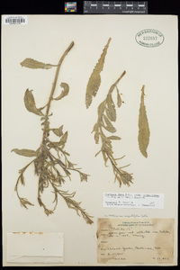 Oenothera elata image