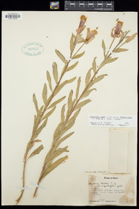 Oenothera elata subsp. hirsutissima image