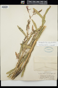 Oenothera elata subsp. hirsutissima image