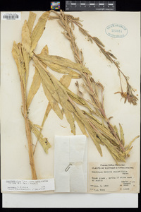 Oenothera elata image