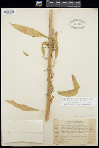 Oenothera elata subsp. hirsutissima image