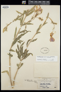 Oenothera elata image