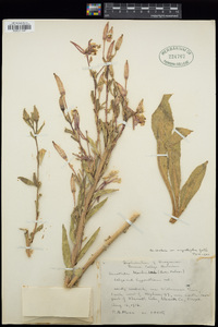 Oenothera elata image