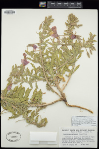 Oenothera engelmannii image