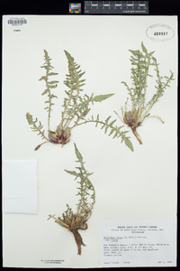 Oenothera flava image