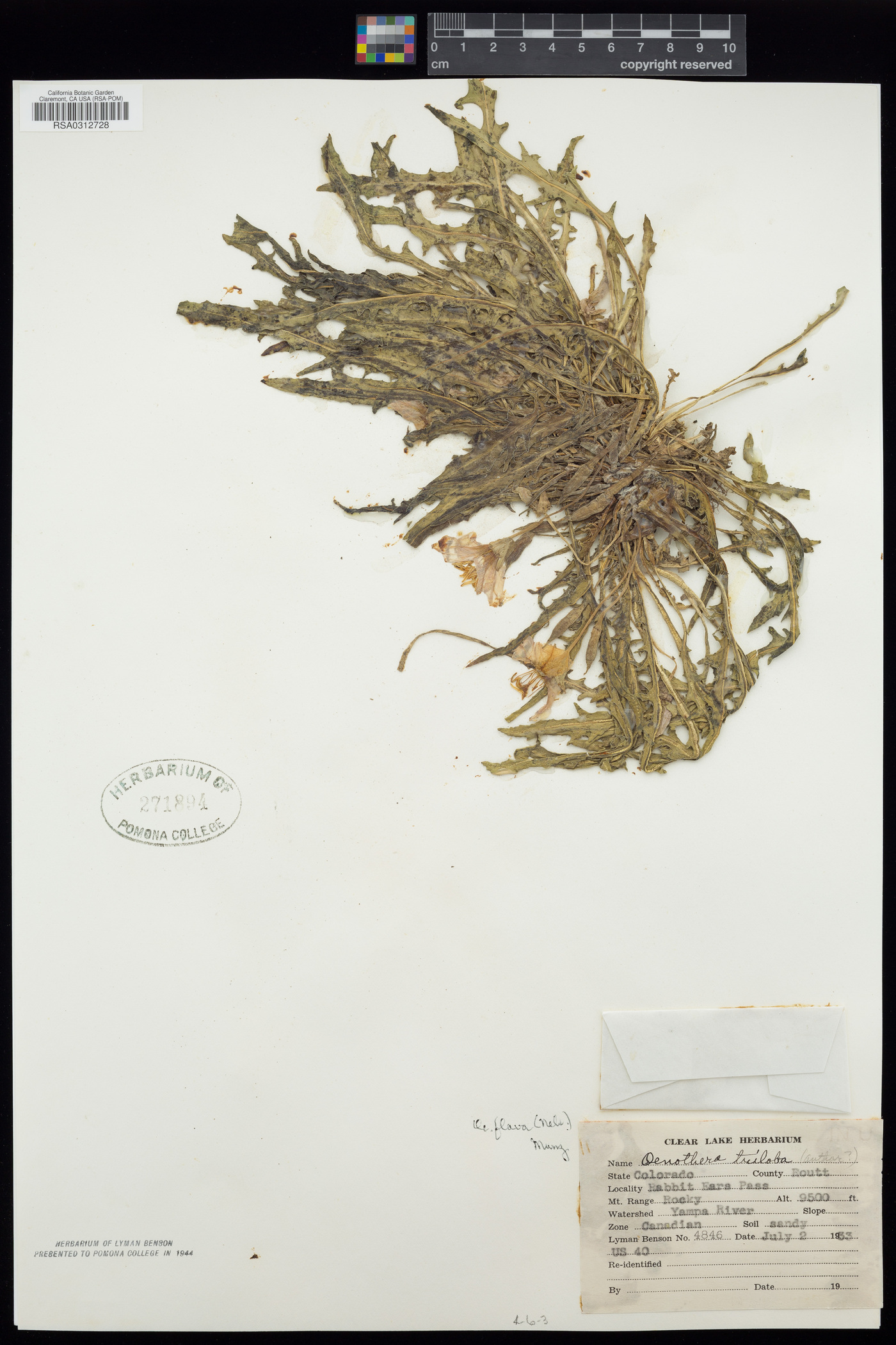 Oenothera flava image
