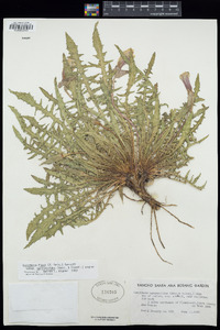 Oenothera flava image