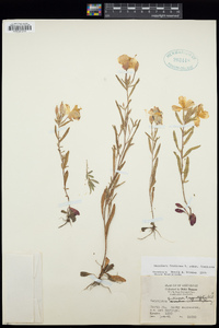 Oenothera fruticosa image