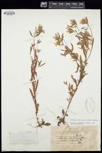 Oenothera fruticosa image