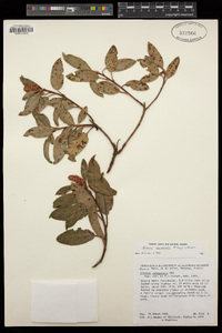 Arbutus occidentalis image