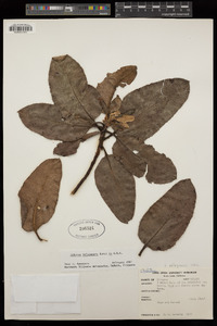 Arbutus xalapensis image