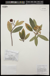 Arbutus unedo image