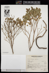 Vaccinium scoparium image