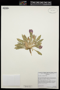 Oenothera cespitosa image