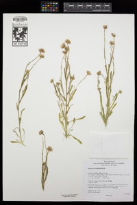 Erigeron lonchophyllus image