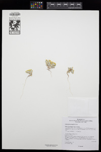 Eriophyllum pringlei image