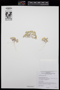 Eriophyllum pringlei image