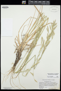 Bromus sitchensis image