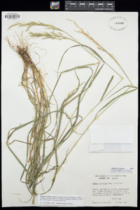 Bromus anomalus image