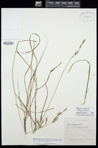 Bromus anomalus image