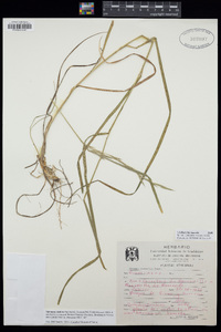 Bromus anomalus image