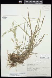 Bromus sitchensis image