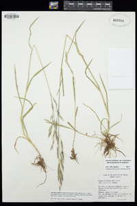 Bromus sitchensis image