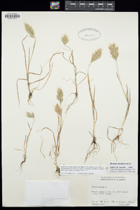 Bromus hordeaceus image