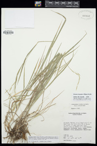 Bromus lanatipes image