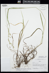 Bromus richardsonii image