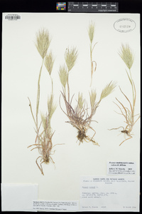 Bromus rubens image