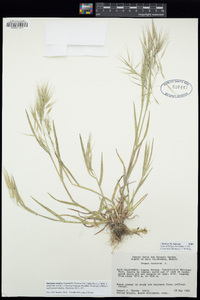 Bromus tectorum image