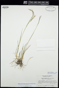 Bromus anomalus image