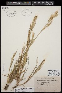 Bromus arizonicus image