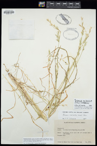 Bromus arizonicus image